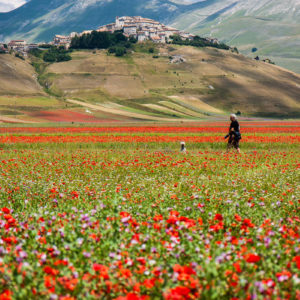 Papaveri tinteggiano di rosso la colorata fioritura delle lenticchie a Castelluccio di Norcia (Umbria 2010)