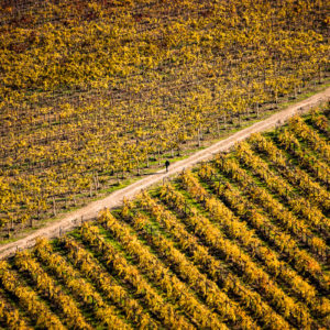 Un cacciatore solitario cammina tra i vigneti nei pressi di Montalcino (Toscana 2008)