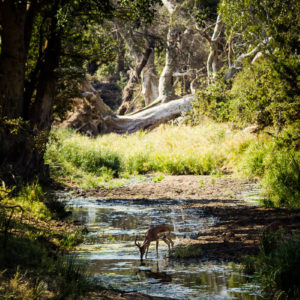Un'antilope si abbevera all'ombra degli alberi (Kruger Park, Sudafrica 2012)
