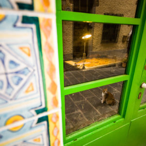 Un gatto si specchia nella vetrata di una bottega artigianale nel borgo di Montepescali (Toscana 2008)