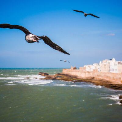 Gabbiani che, come tutti i giorni, volteggiano sulla fortezza di Essaouira (Marocco, 2010)