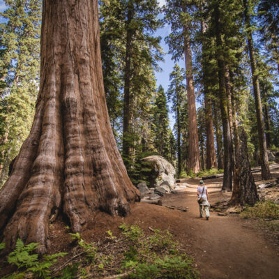 Sequoia National Park (USA 2019)